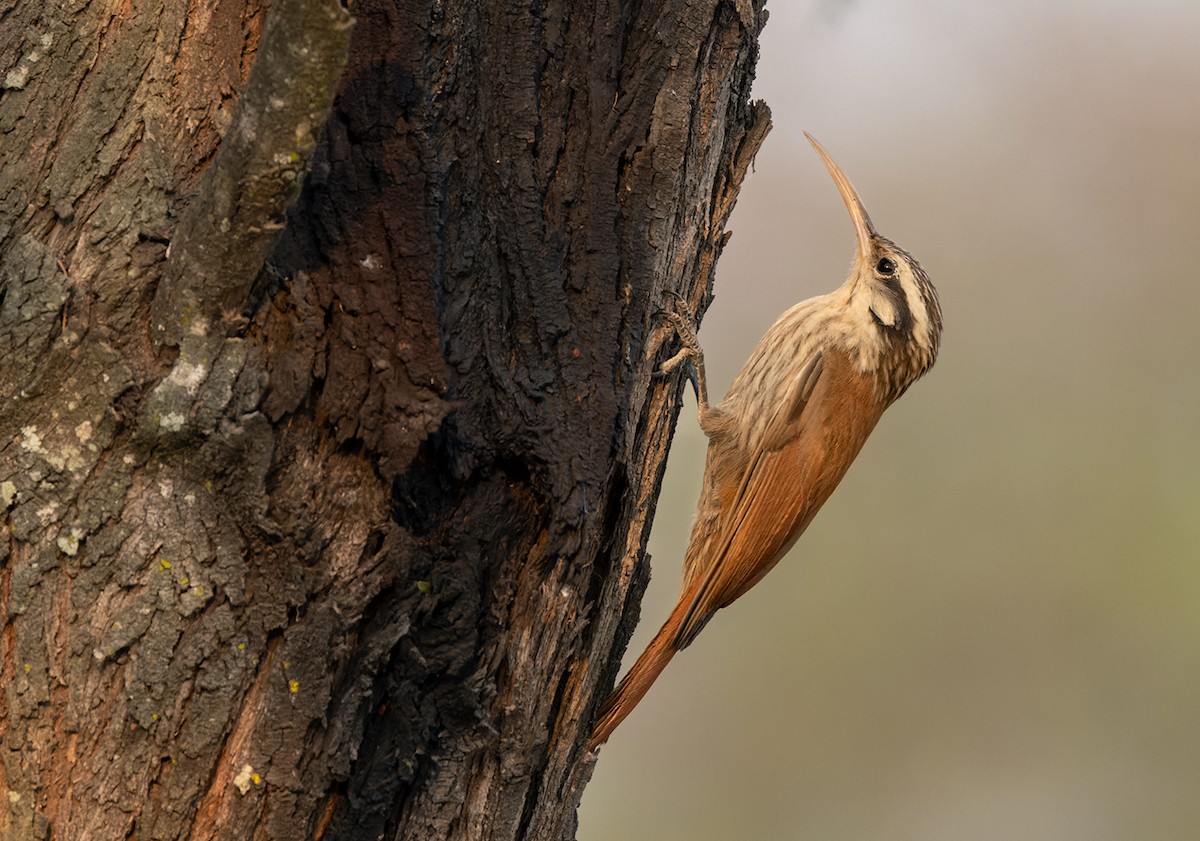 Narrow-billed Woodcreeper - ML511445681