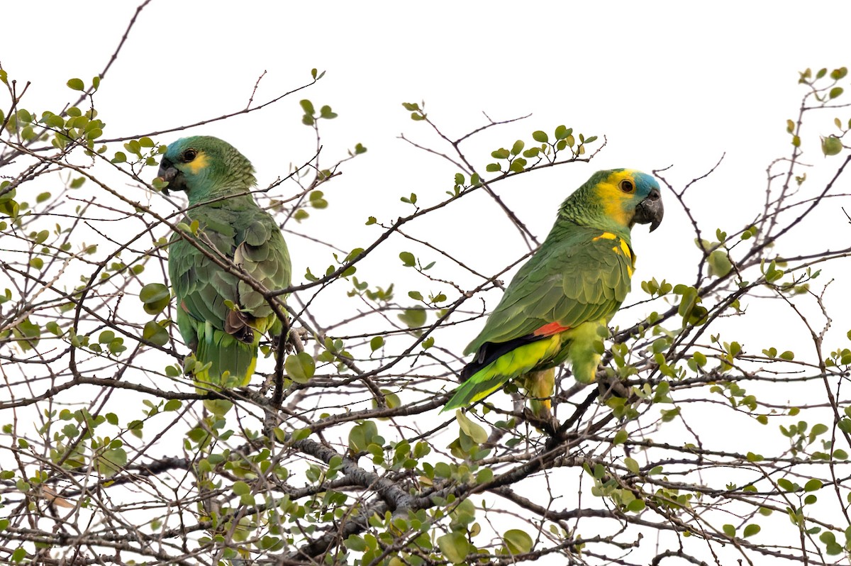 Turquoise-fronted Amazon - ML511445721