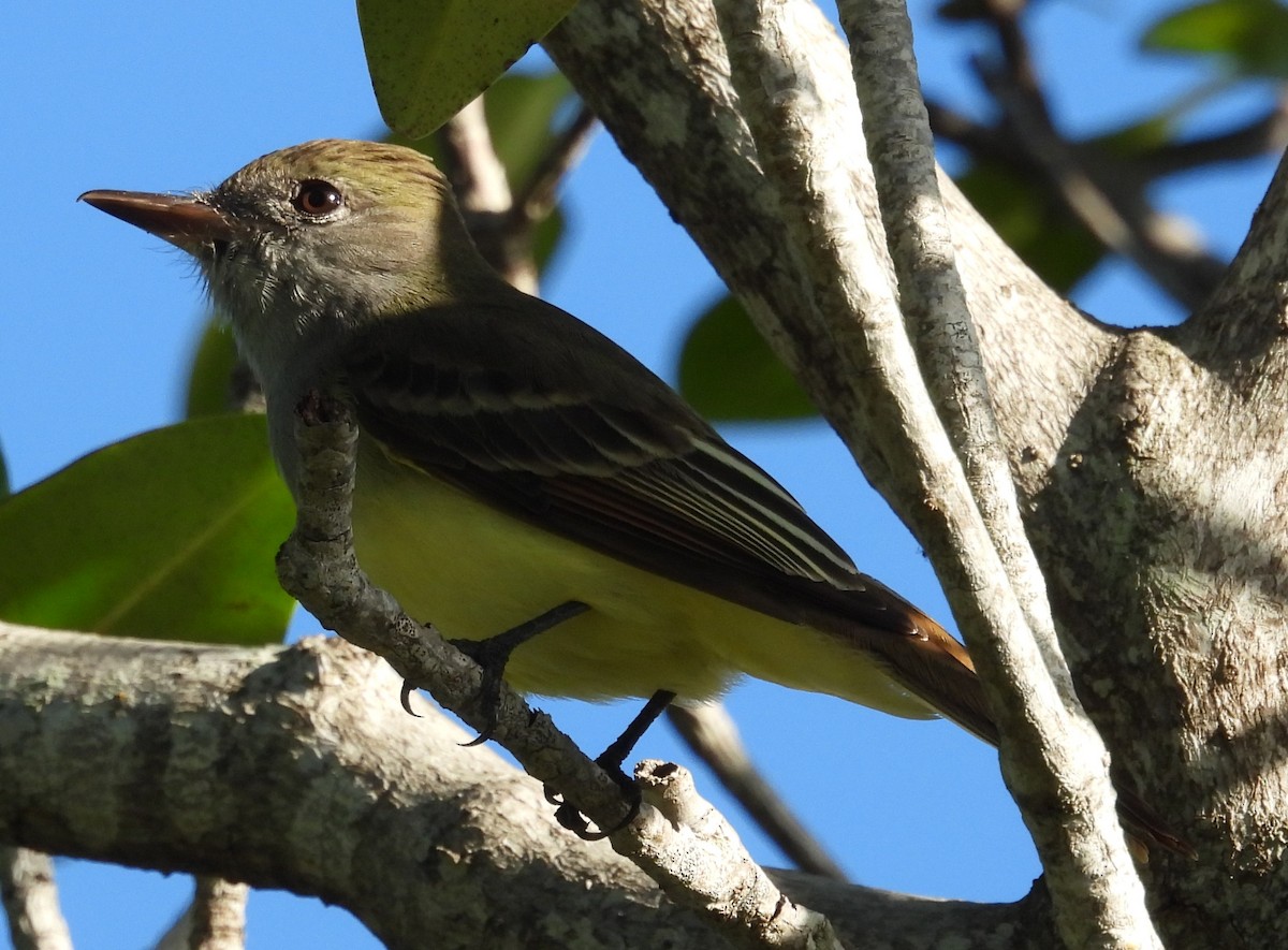 Great Crested Flycatcher - ML511445861