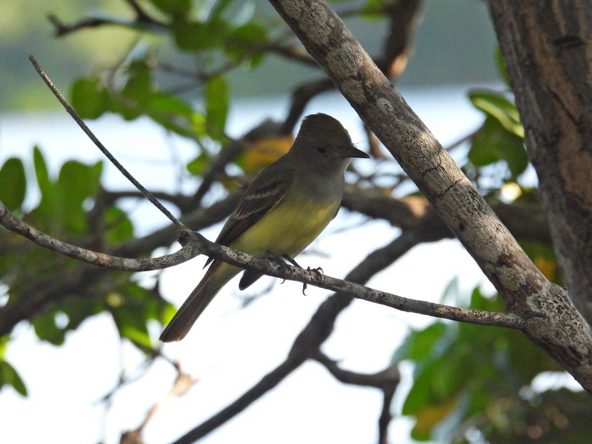 Great Crested Flycatcher - ML511445901
