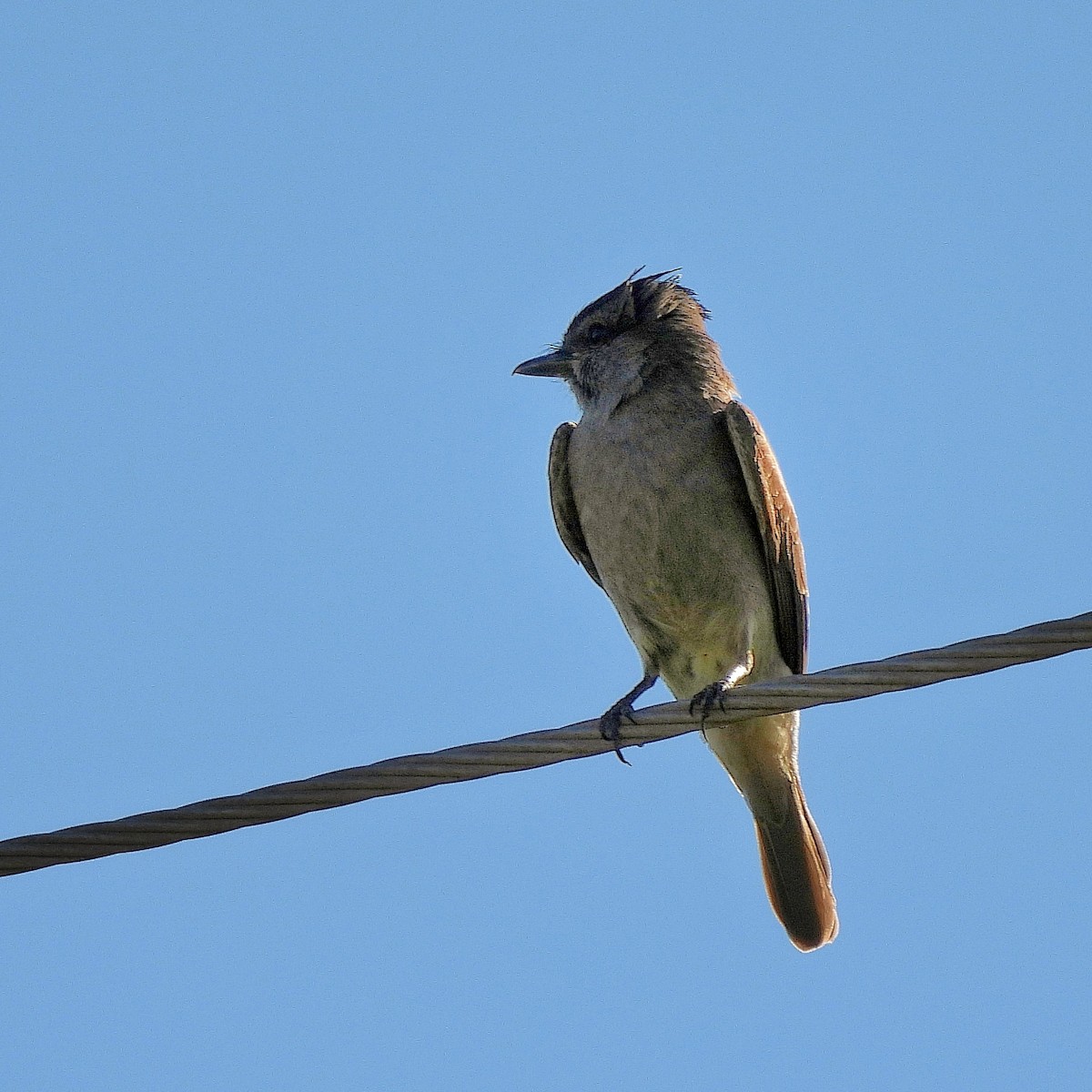 Crowned Slaty Flycatcher - Pablo Bruni