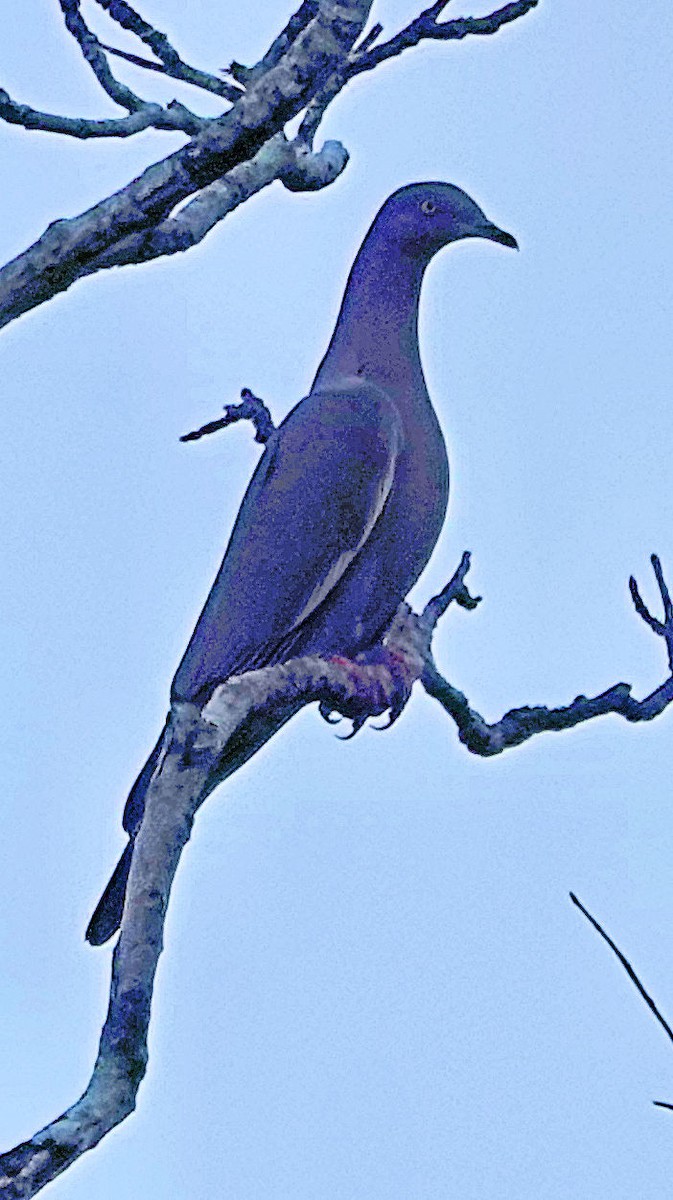 Plain Pigeon - ML511446951