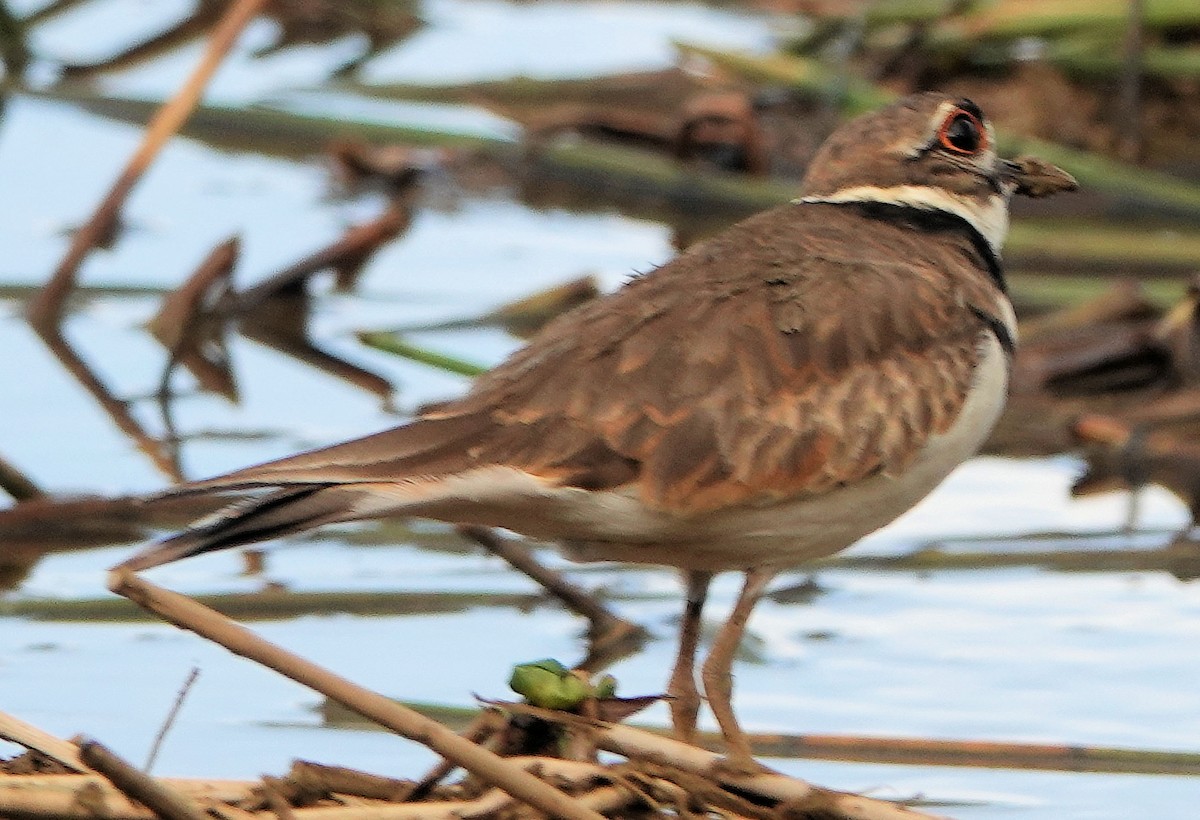 Killdeer - Doug Wassmer