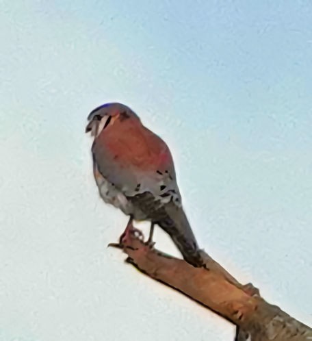 American Kestrel - ML511447151