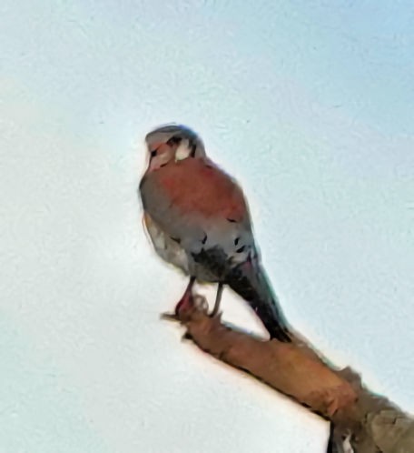 American Kestrel - ML511447161