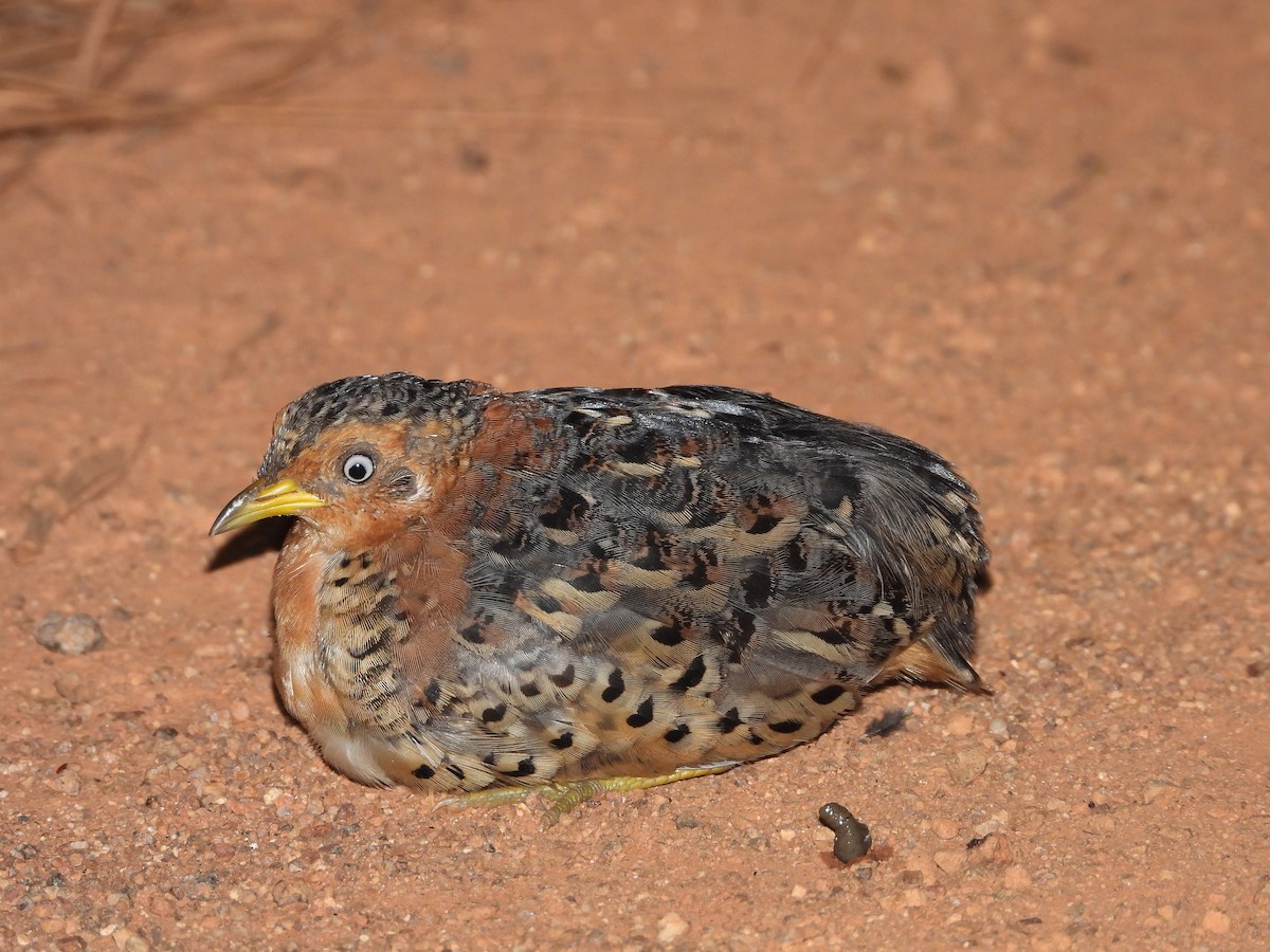 Red-backed Buttonquail - ML511447191