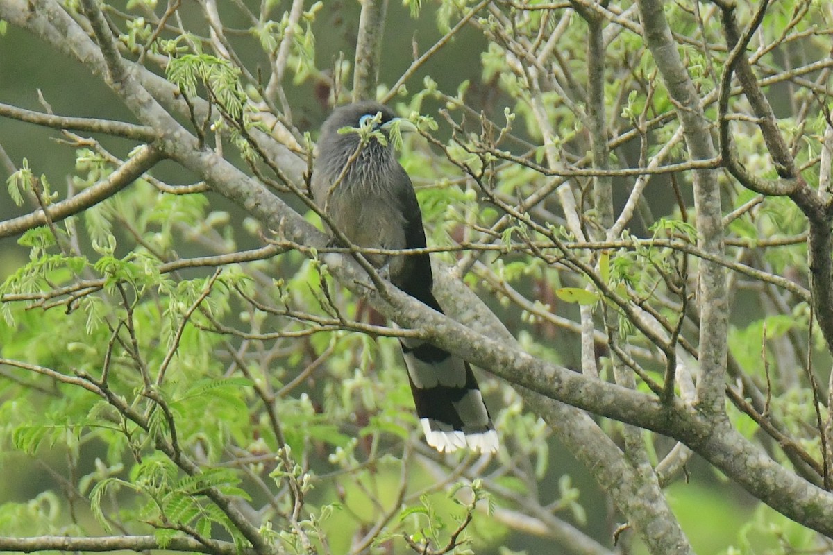 Blue-faced Malkoha - ML511447611