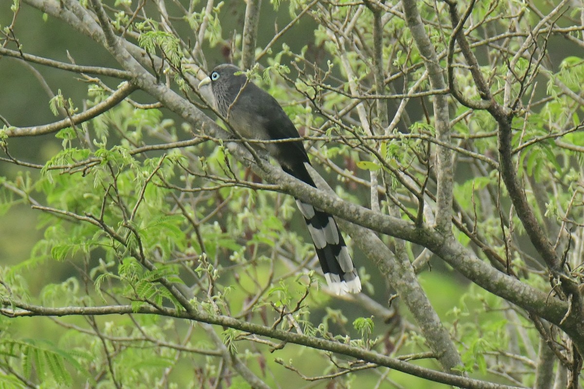 Blue-faced Malkoha - ML511447651