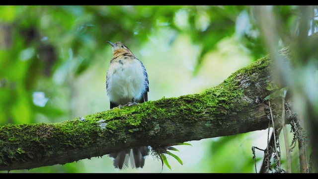 Pavonine Cuckoo - ML511447751