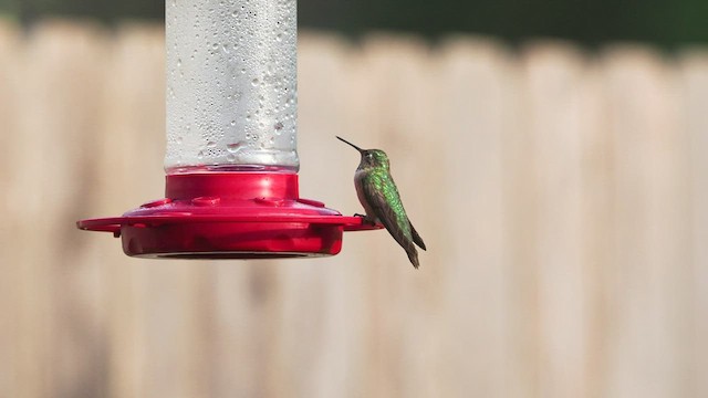 Geniş Kuyruklu Kolibri - ML511447891