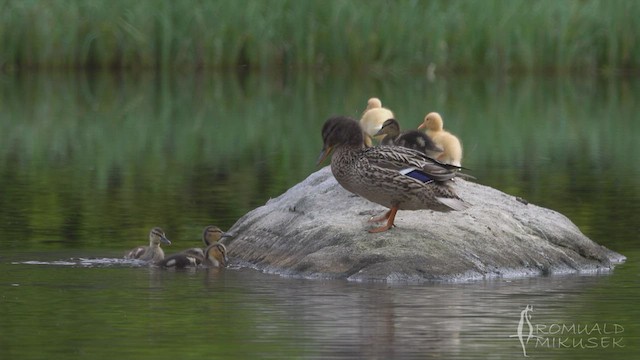 Canard colvert - ML511448251