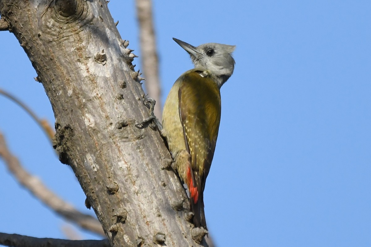 African Gray Woodpecker - ML511448801