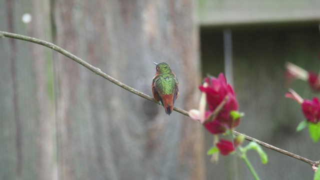 Allen's Hummingbird - ML511448921