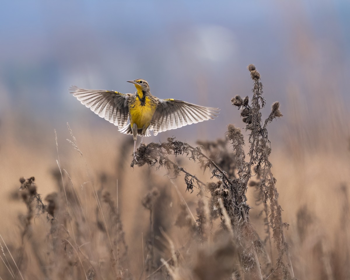 Western Meadowlark - ML511449461