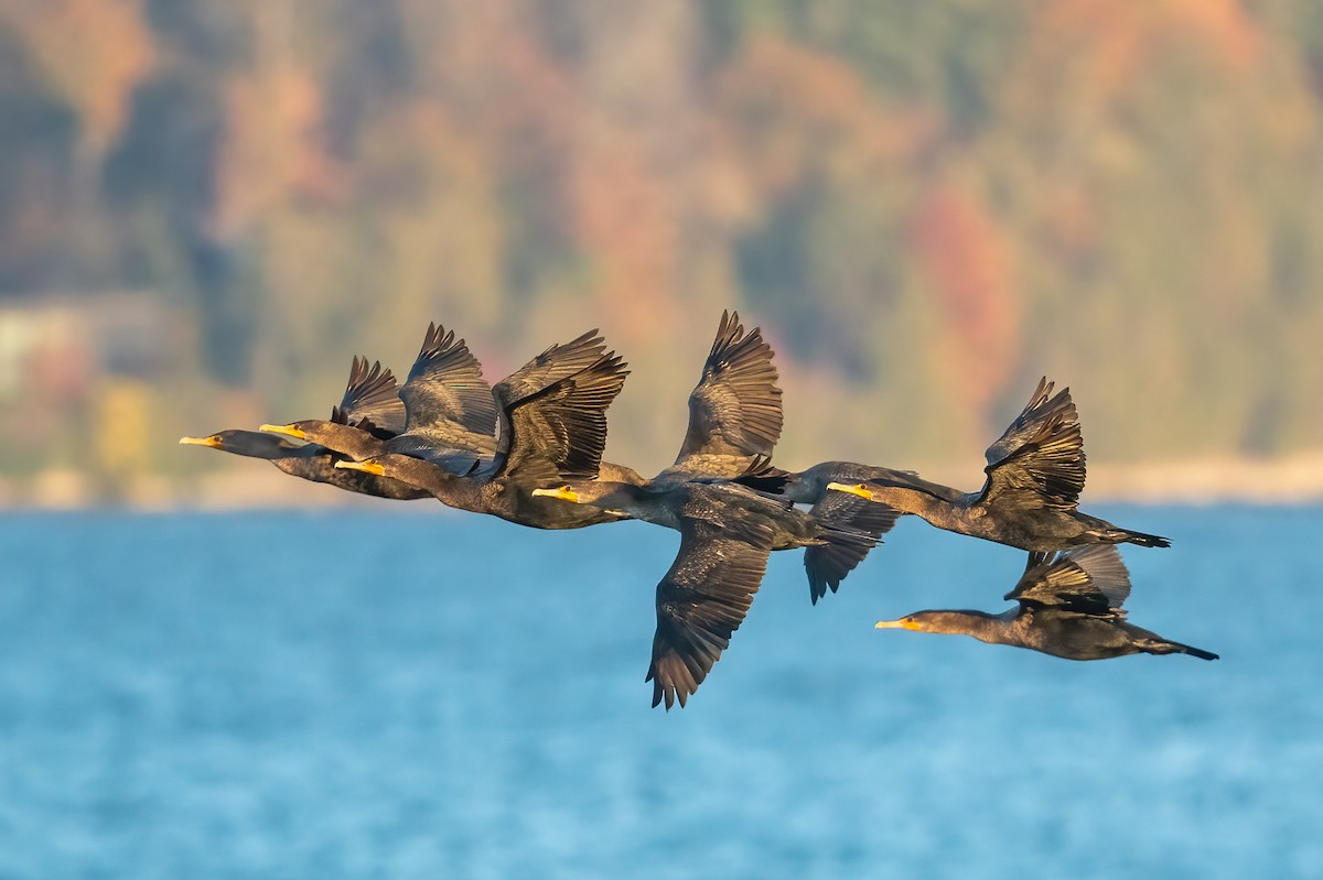 Double-crested Cormorant - ML511449631