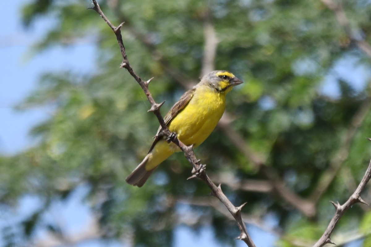 Yellow-fronted Canary - ML511450201