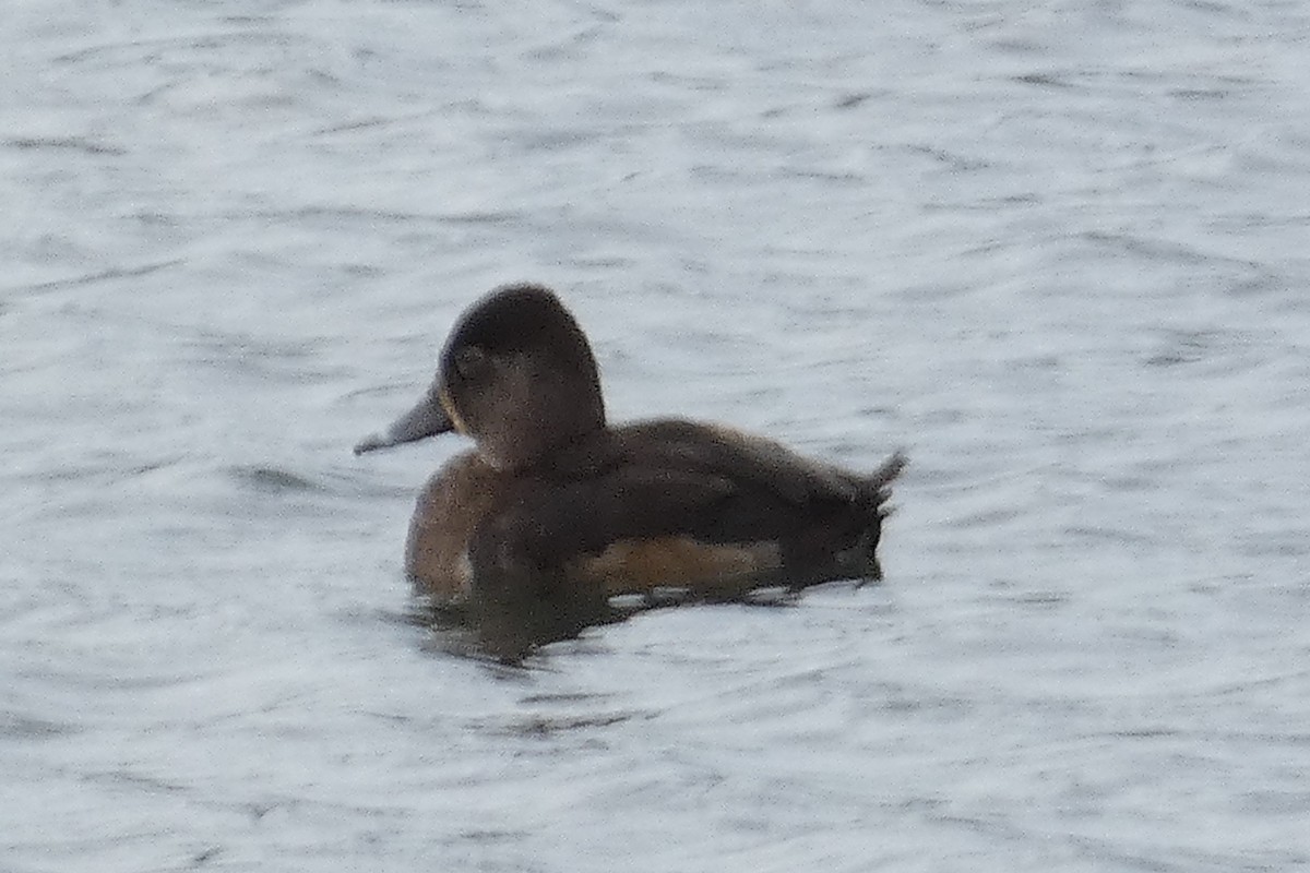 Ring-necked Duck - ML511450351