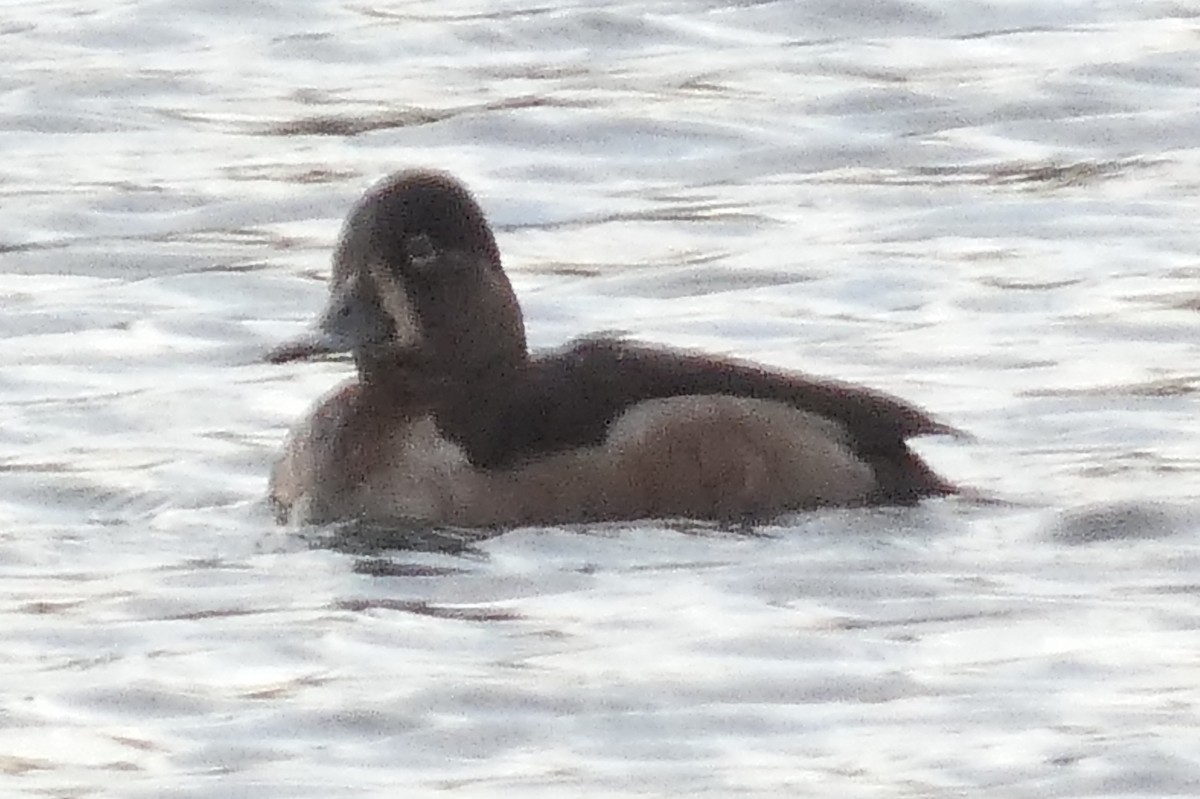 Ring-necked Duck - ML511450381