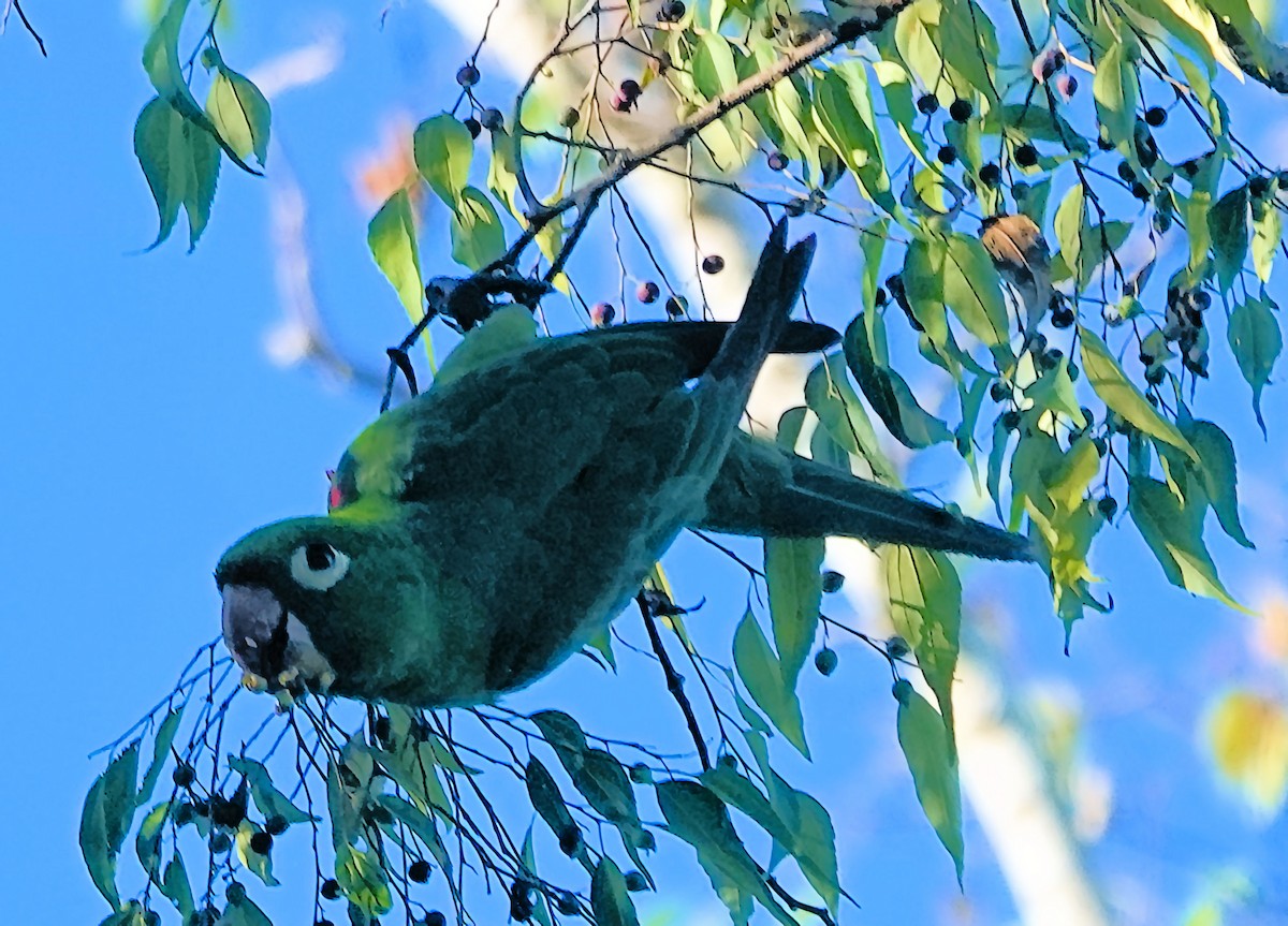 Hispaniolan Parakeet - ML511450851