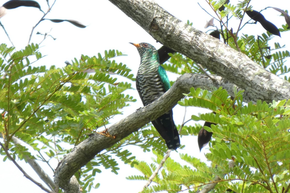 Asian Emerald Cuckoo - ML511451131
