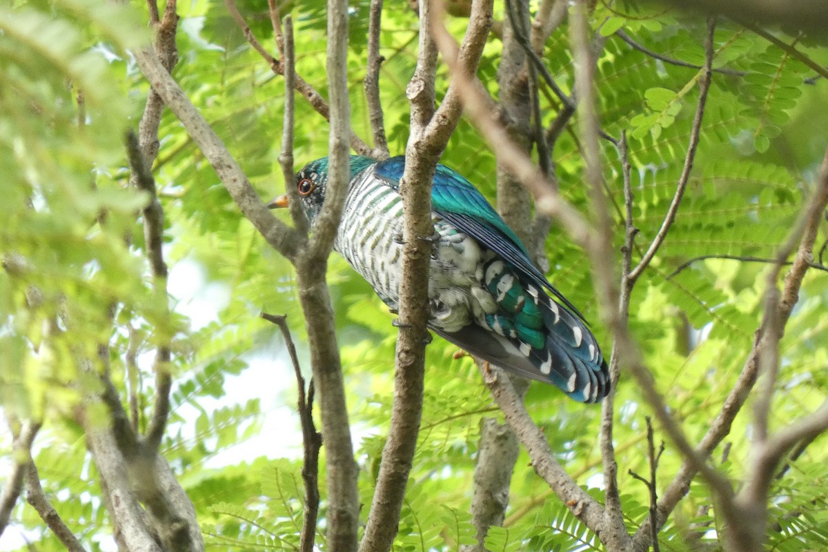 Asian Emerald Cuckoo - ML511451171