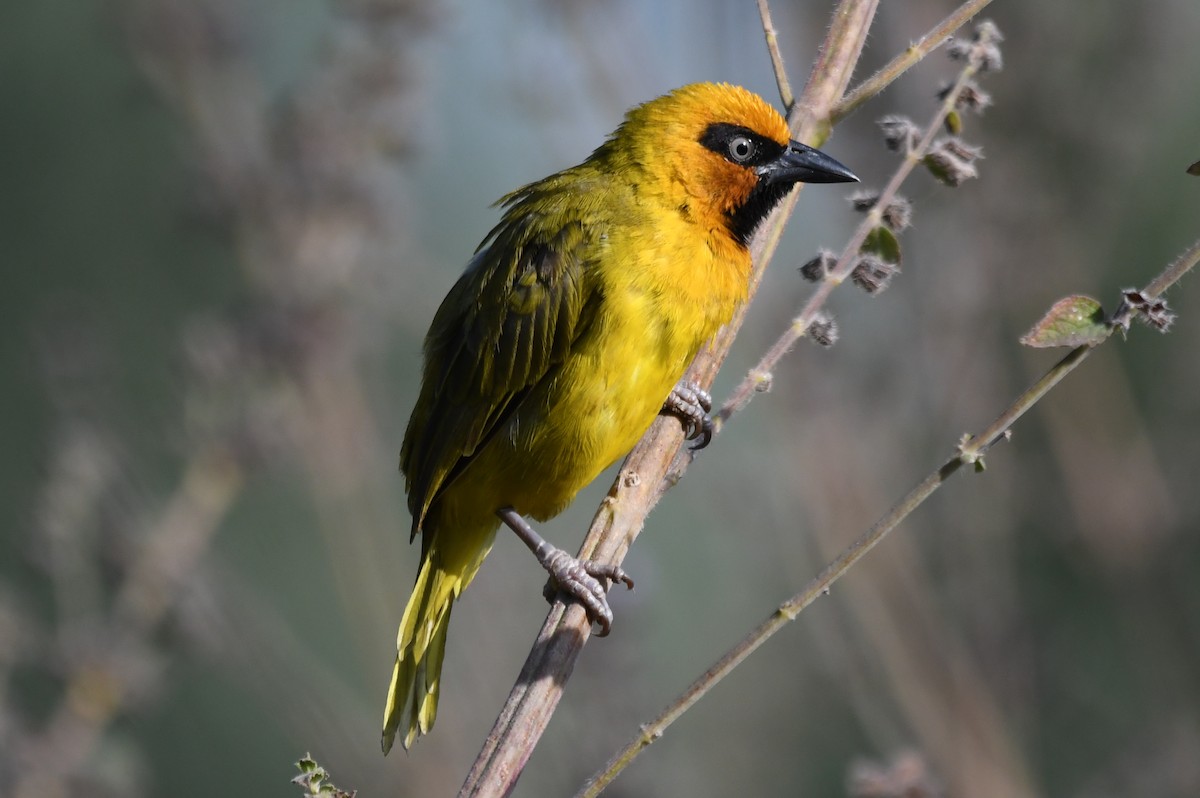 Olive-naped Weaver - Miguel Arribas Tiemblo