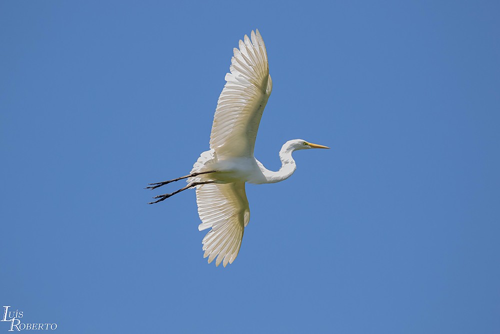 Great Egret - Luis Roberto da Silva