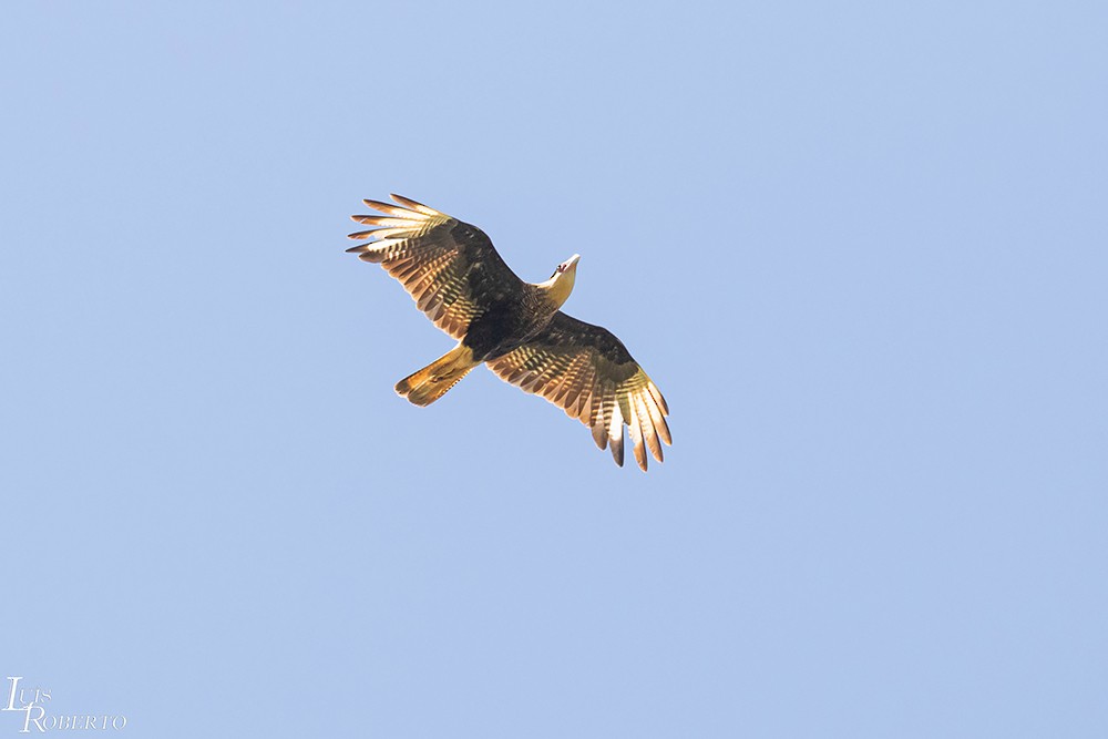 Crested Caracara - Luis Roberto da Silva