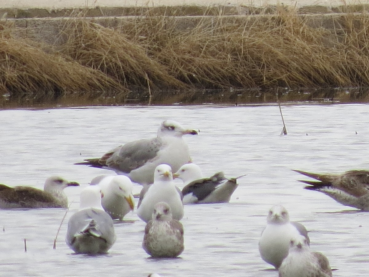 Pallas's Gull - ML511454151