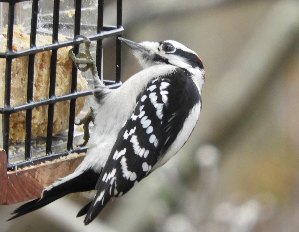 Downy Woodpecker - ML511455151