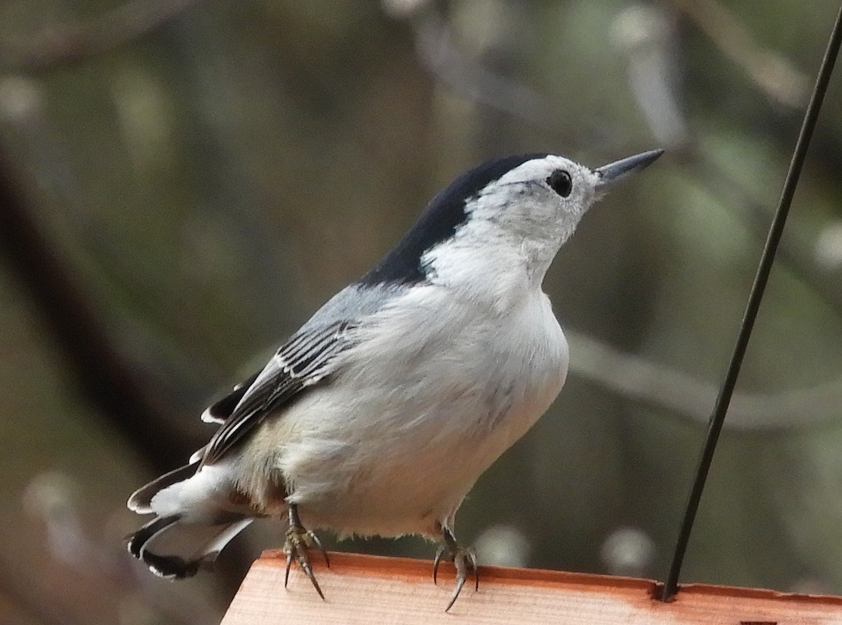White-breasted Nuthatch - ML511455241