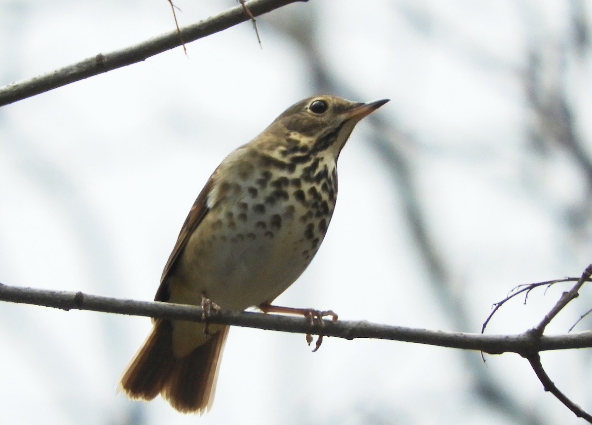 Hermit Thrush - ML511455271