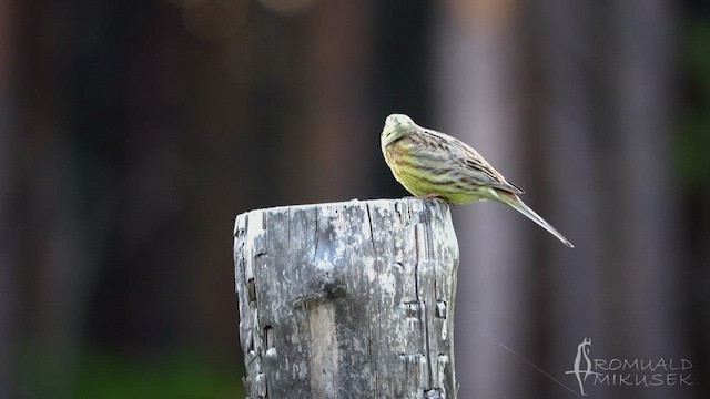 Yellowhammer - ML511455281