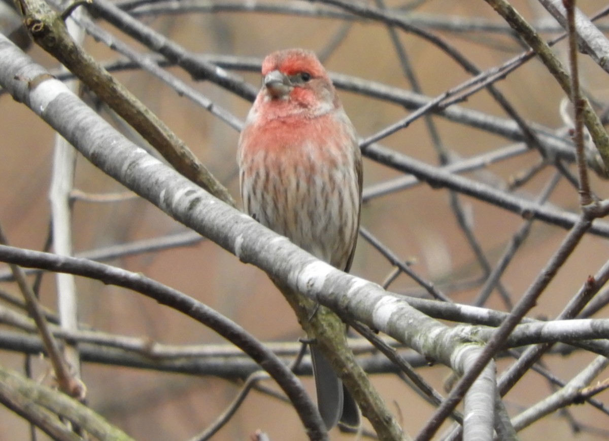 House Finch - ML511455291