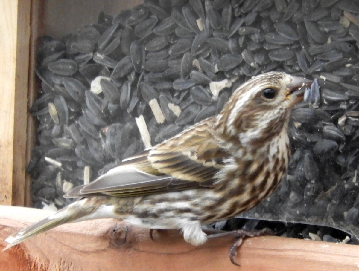 Purple Finch - ML511455301