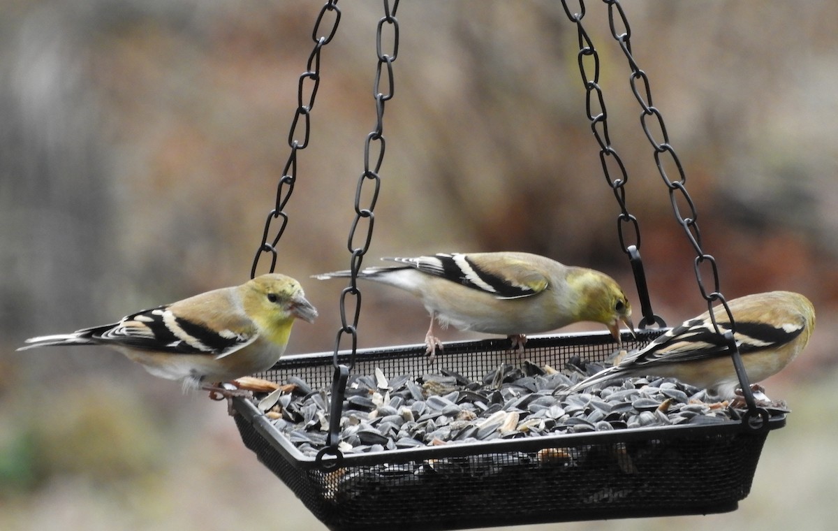 American Goldfinch - ML511455341