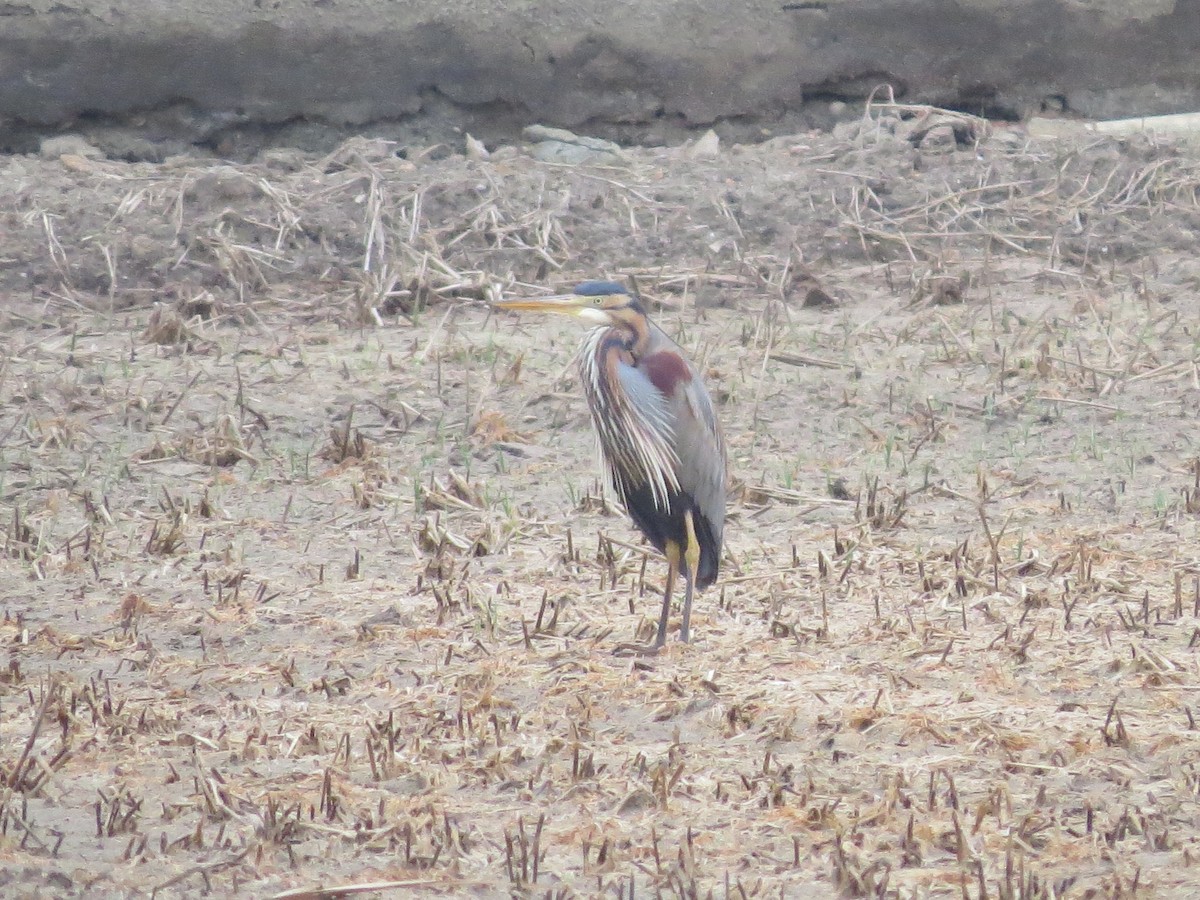 Purple Heron - Gregorio Chaguaceda Tomás