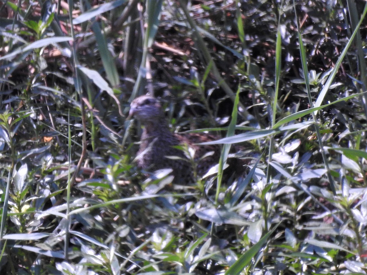 Red-chested Flufftail - ML511455711