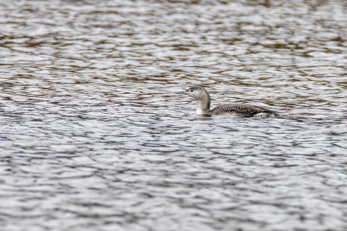 Red-throated Loon - ML511455951