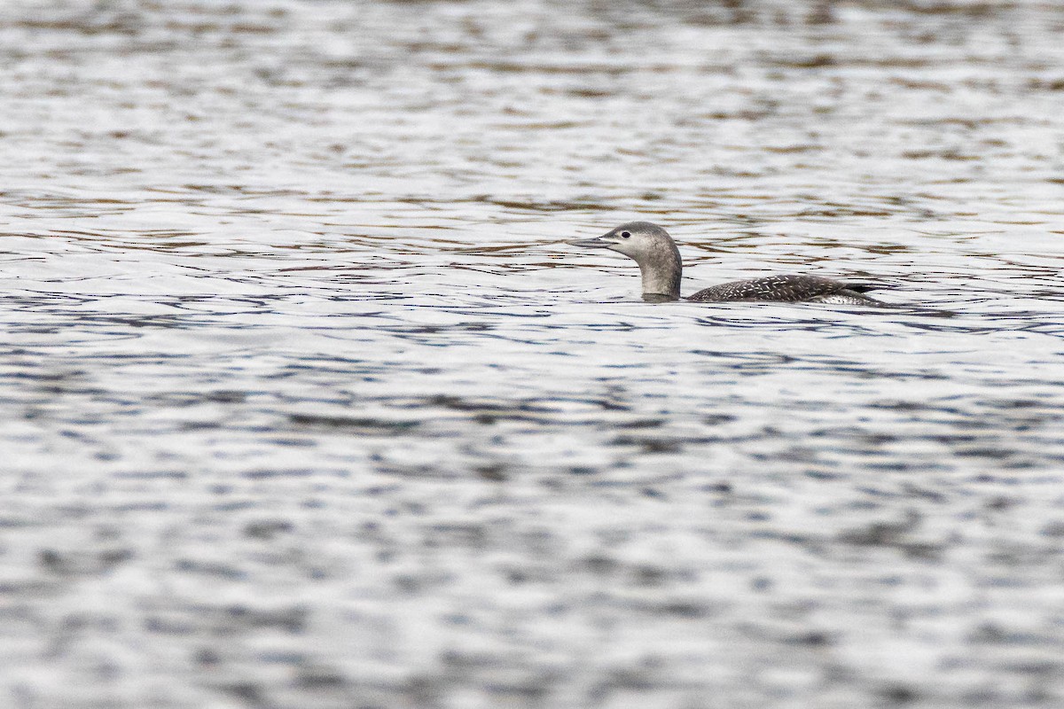 Red-throated Loon - ML511455961