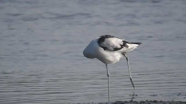 Avocette élégante - ML511457031