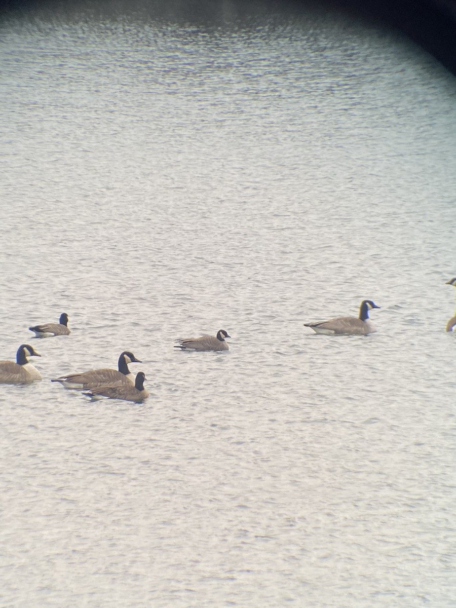 Cackling Goose - ML511457361