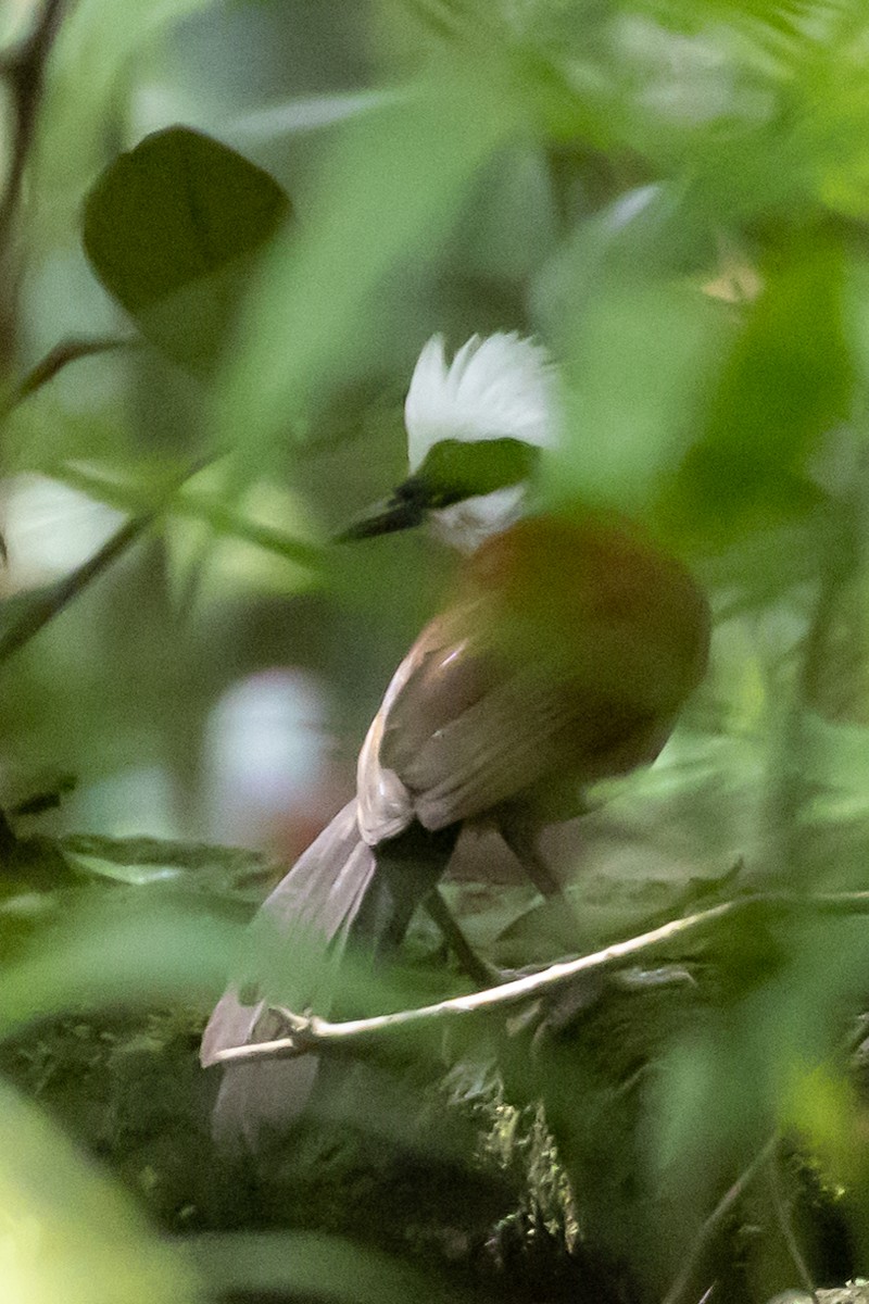 White-crested Laughingthrush - ML511458111