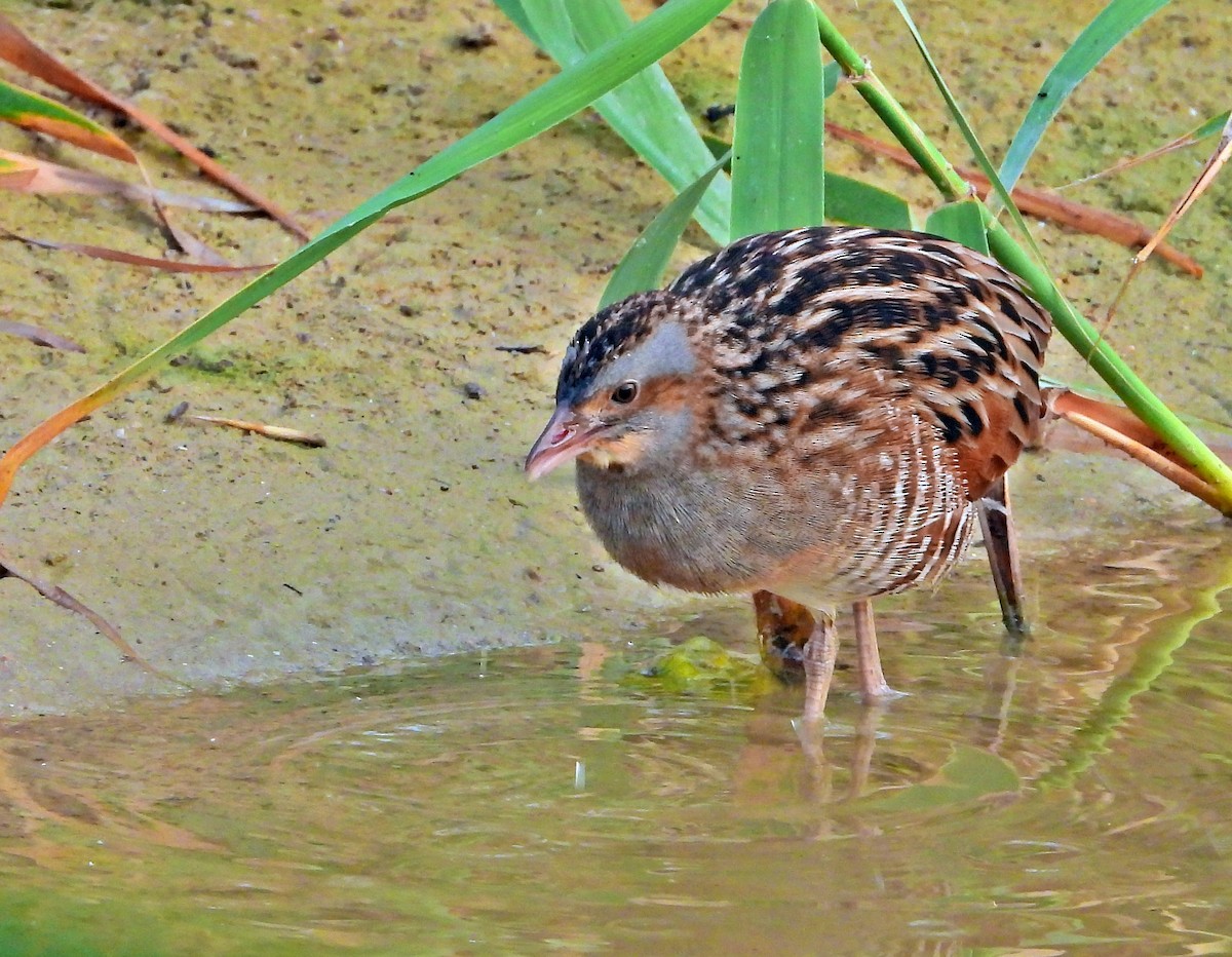 Corn Crake - ML511458491