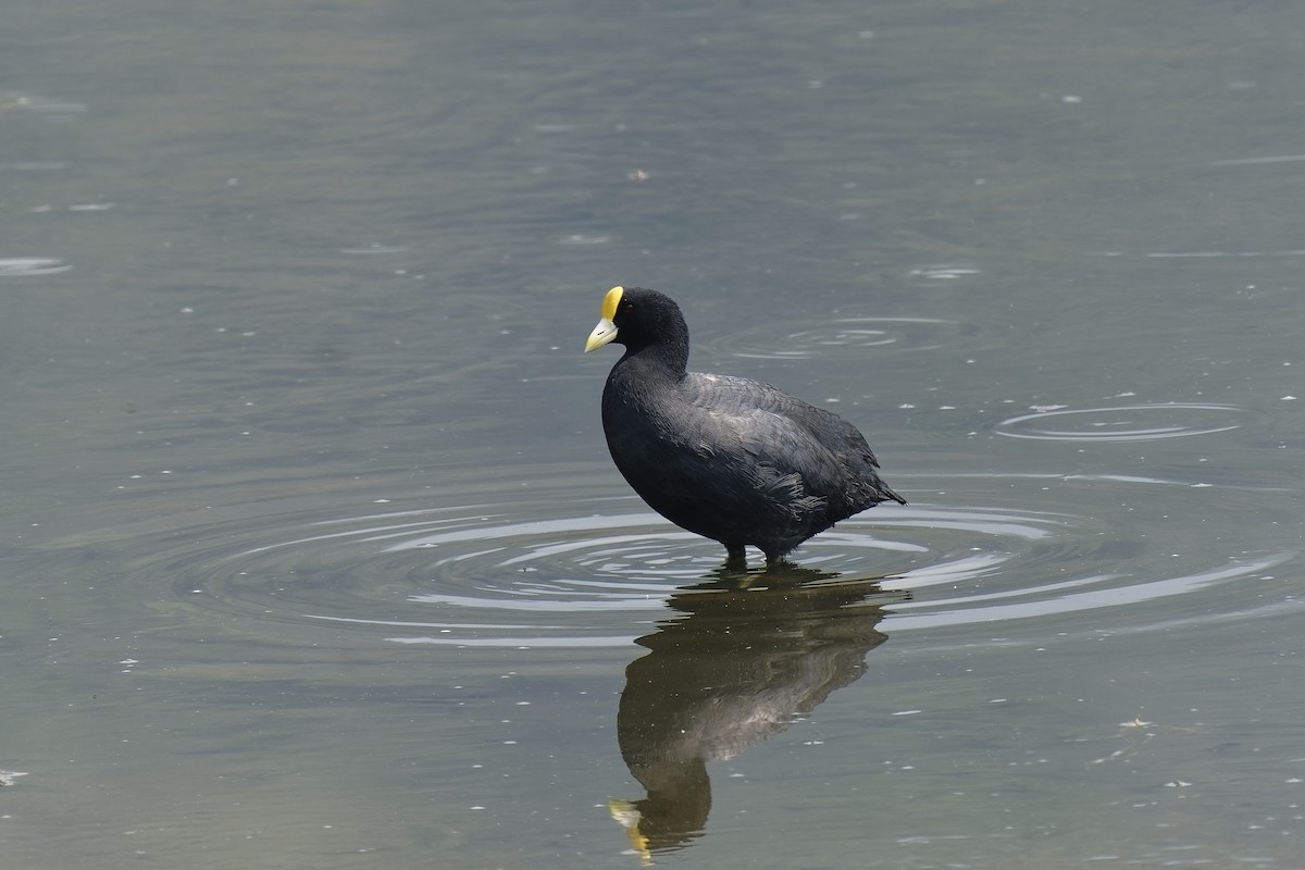 White-winged Coot - ML511458741