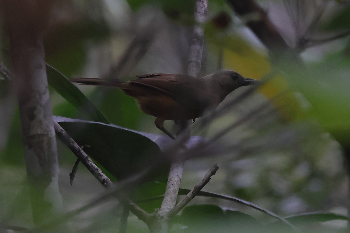 Raja Ampat Pitohui - ML511459121