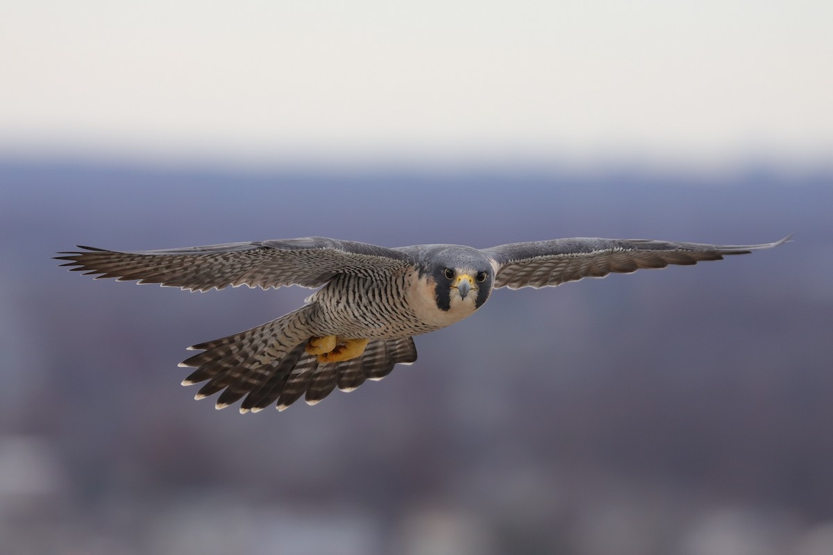 Peregrine Falcon - ML511459451