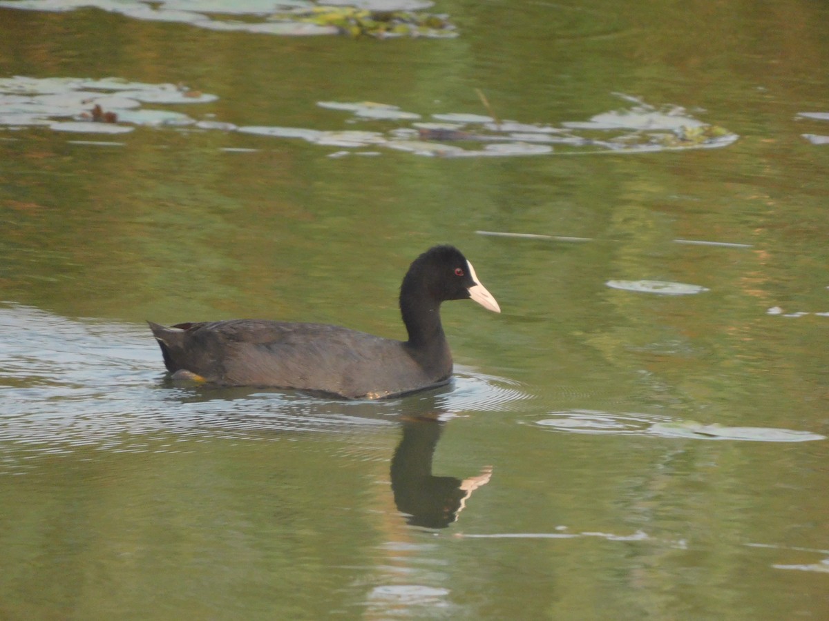 Eurasian Coot - ML511460471