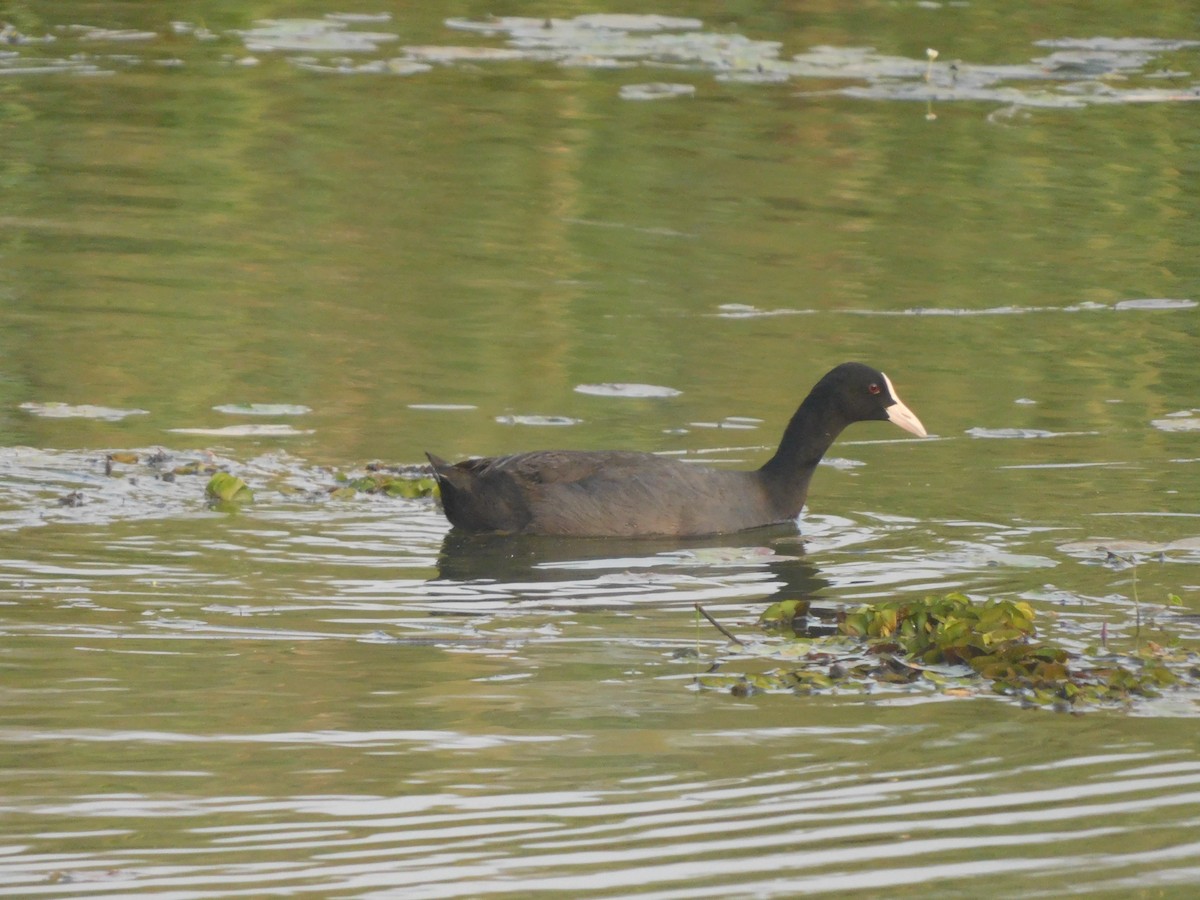 Eurasian Coot - JISHNU  K