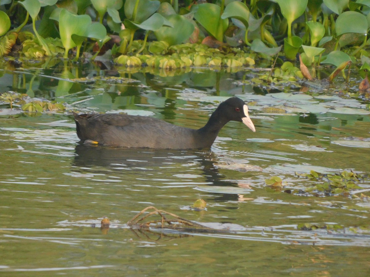 Eurasian Coot - JISHNU  K